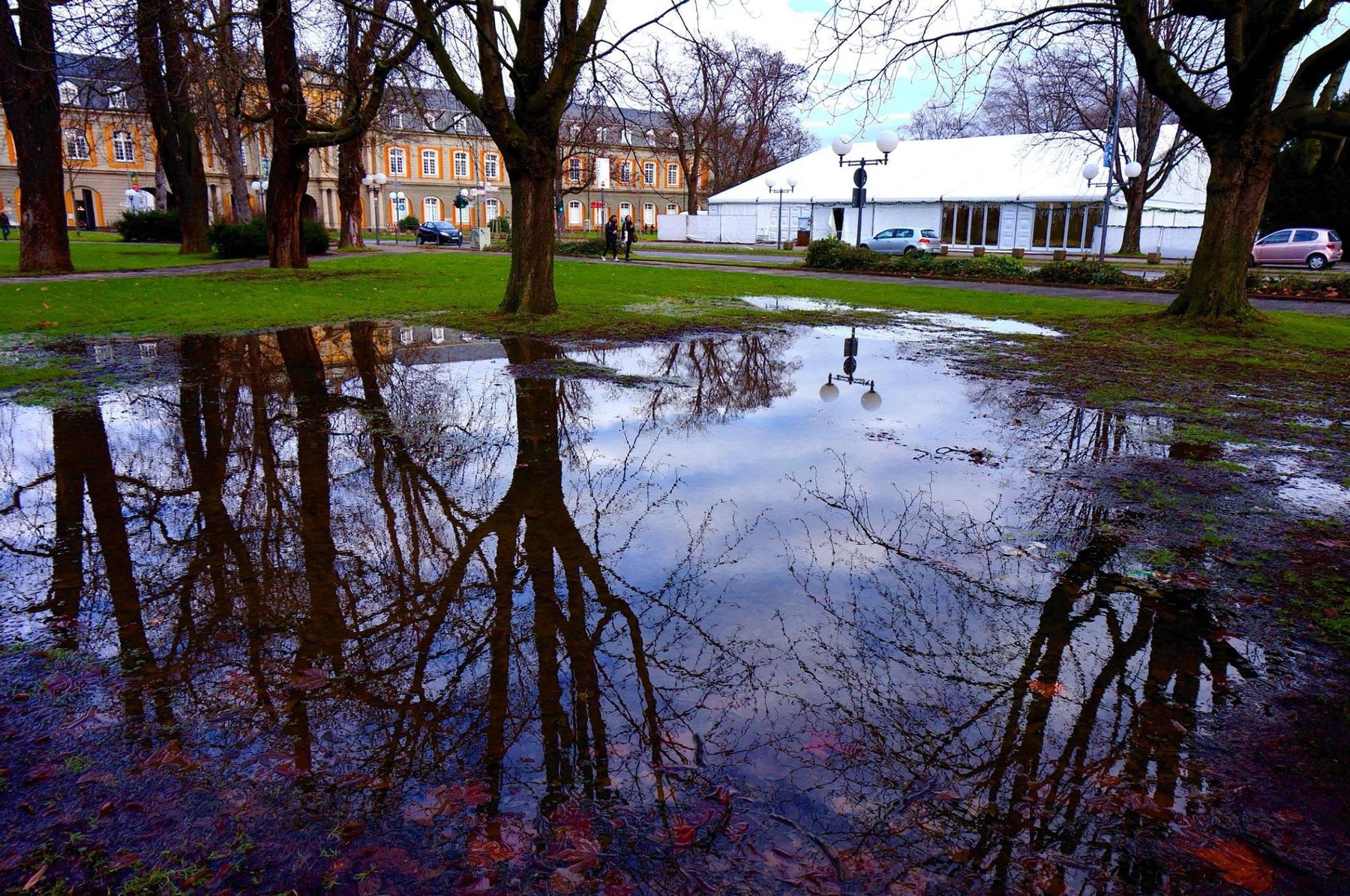 Große Regenpfütze mit Baumspiegelungen auf einer Bonner Grünfläche