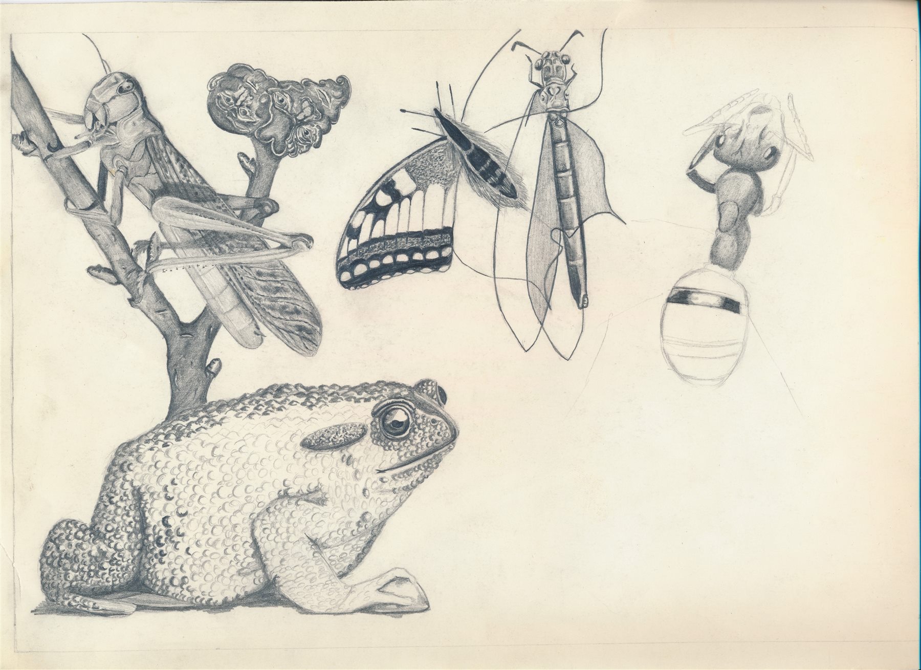 Zeichnung mit Tier- und Insektenmotiven von Goedart Palm aus dem Jahr 1976